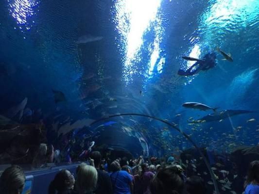 世界第一大水族館:全球最宏偉水族館的奧秘 水族館百科(水族館加盟) 第5張 世界第一大水族館:全球最宏偉水族館的奧秘 世界第一大水族館:全球最宏偉水族館的奧秘 水族館百科(水族館加盟) 第5張
