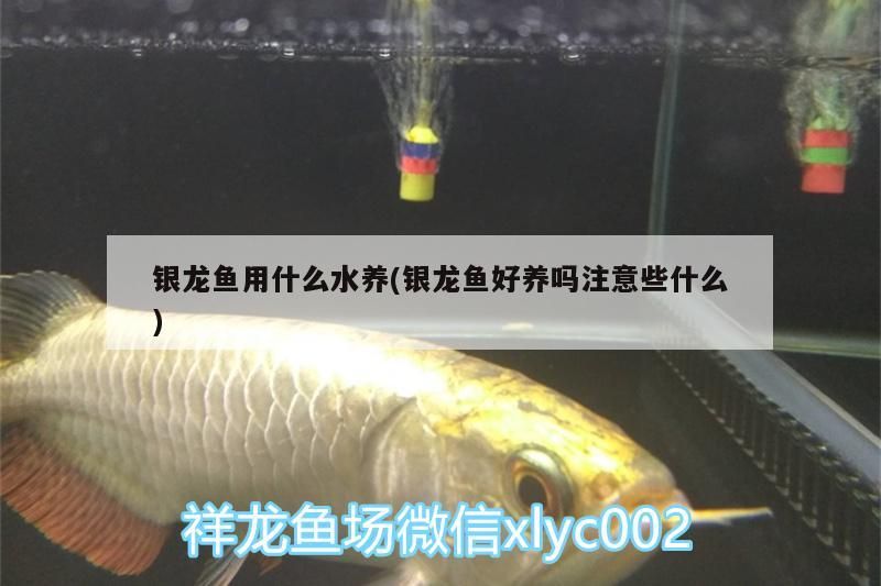 銀龍魚(yú)用什么水養(yǎng)(銀龍魚(yú)好養(yǎng)嗎注意些什么) 銀龍魚(yú)用什么水養(yǎng)(銀龍魚(yú)好養(yǎng)嗎注意些什么) 銀龍魚(yú)百科
