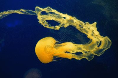 水族館干什么的啊圖片（水族館內珍稀物種展示,水族館對生態保護的貢獻）