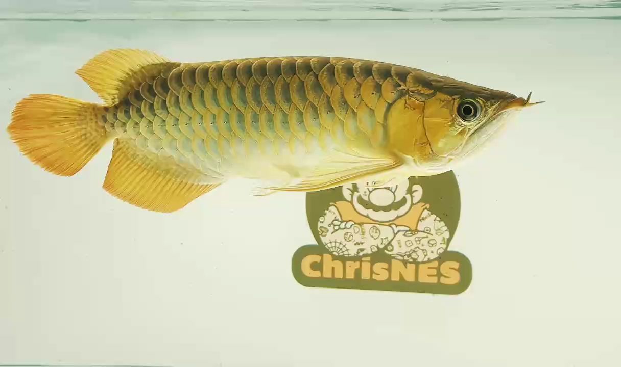給大魚缸換水的作文:體驗給大魚缸換水的樂趣:體驗給大魚缸換水:給大魚缸換水的作文 12月記錄 龍魚論壇 12月記錄 12月記錄 龍魚論壇