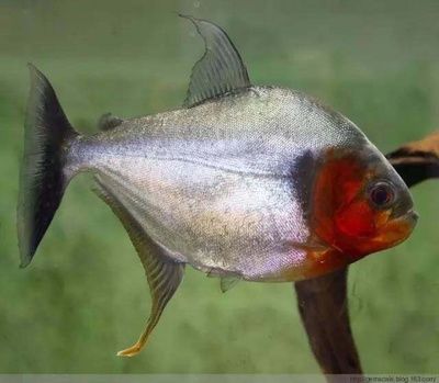 虎魚蹭缸是怎么回事：虎魚蹭缸可能由多種因素引起， 虎魚蹭缸是怎么回事：虎魚蹭缸可能由多種因素引起， 虎魚百科 第3張