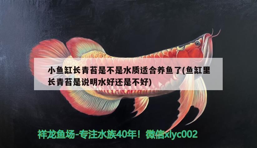 小魚缸長青苔是不是水質適合養魚了(魚缸里長青苔是說明水好還是不好)