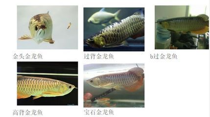 過背金龍魚能吃嗎有毒嗎會死嗎圖片：關于過背金龍魚的介紹