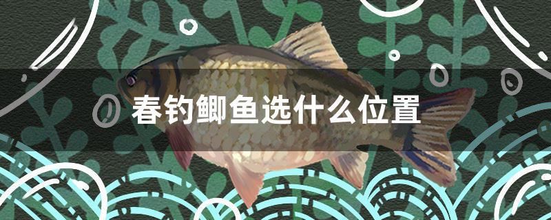 春釣鯽魚選什么位置