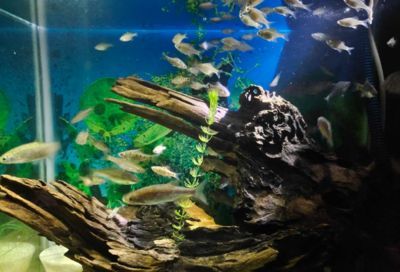 開一家水族館需要些什么手續(xù)：水族館消防安全規(guī)范水族館消防安全規(guī)范水族館特種行業(yè)許可