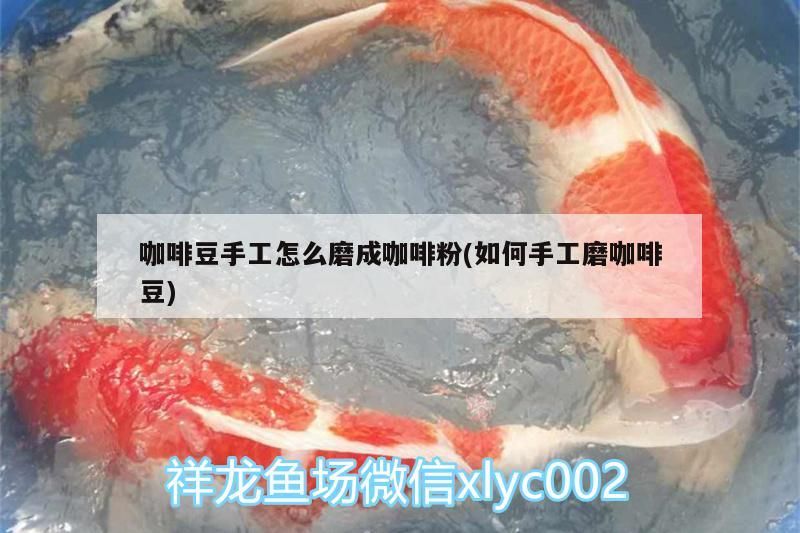 咖啡豆手工怎么磨成咖啡粉(如何手工磨咖啡豆)