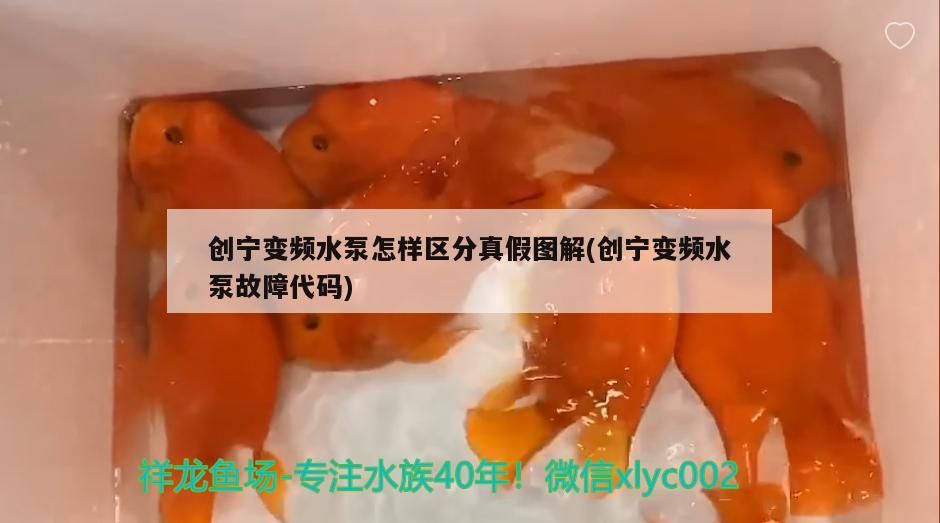 魚缸過濾器選購指南:自制魚缸過濾器魚缸上置過濾器對于養魚愛好者的必備知識 創寧變頻水泵怎樣區分真假圖解(創寧變頻水泵故障代碼) 創寧水族 創寧變頻水泵怎樣區分真假圖解(創寧變頻水泵故障代碼) 創寧變頻水泵怎樣區分真假圖解(創寧變頻水泵故障代碼) 創寧水族