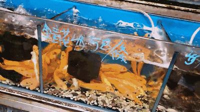國內最大的龍魚市場是哪里開的