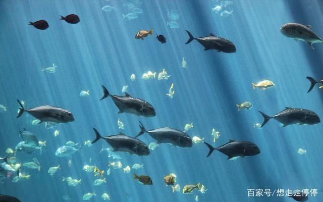 水族館里有什么海洋動(dòng)物：水族館中展示的海洋動(dòng)物，珊瑚礁展示的生態(tài)意義