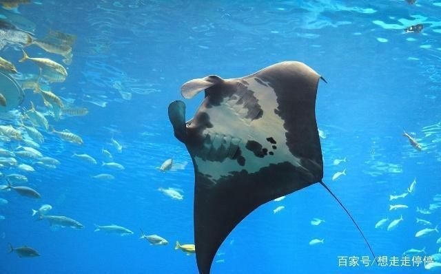 水族館里有什么海洋動(dòng)物：水族館中展示的海洋動(dòng)物，珊瑚礁展示的生態(tài)意義