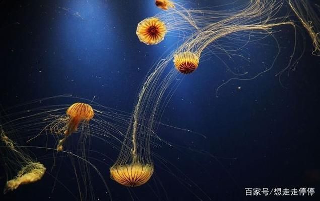 水族館里有什么海洋動(dòng)物：水族館中展示的海洋動(dòng)物，珊瑚礁展示的生態(tài)意義