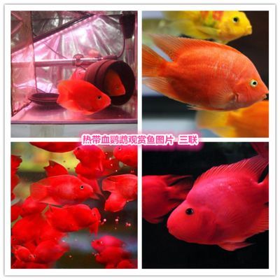 紅色的熱帶觀賞魚叫什么（熱帶觀賞魚的飼養技巧）