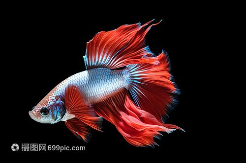紅色的熱帶觀賞魚叫什么（熱帶觀賞魚的飼養技巧）