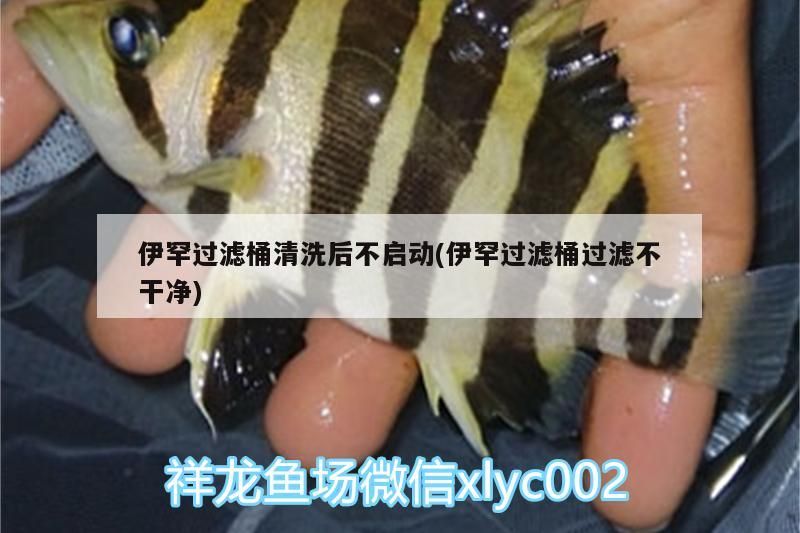 龍魚干蝦有營養(yǎng)嗎 伊罕過濾桶清洗后不啟動(伊罕過濾桶過濾不干凈) 伊罕水族 伊罕過濾桶清洗后不啟動(伊罕過濾桶過濾不干凈) 伊罕過濾桶清洗后不啟動(伊罕過濾桶過濾不干凈) 伊罕水族