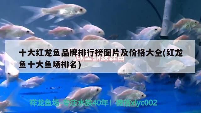 十大紅龍魚品牌排行榜圖片及價格大全(紅龍魚十大魚場排名) 十大紅龍魚品牌排行榜圖片及價格大全(紅龍魚十大魚場排名) 九鼎魚缸