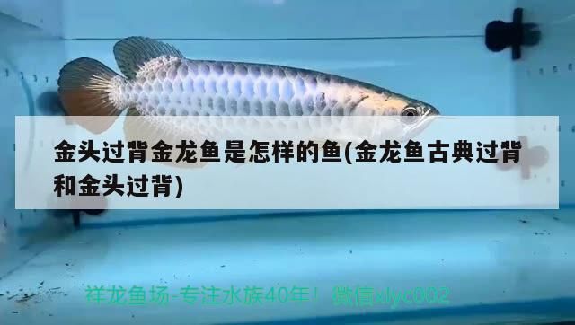 青龍魚 金頭過背金龍魚是怎樣的魚(金龍魚古典過背和金頭過背) 金龍魚百科 金頭過背金龍魚是怎樣的魚(金龍魚古典過背和金頭過背) 金頭過背金龍魚是怎樣的魚(金龍魚古典過背和金頭過背) 金龍魚百科