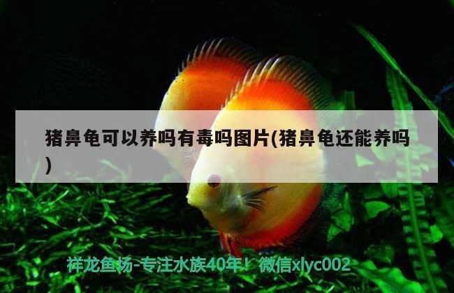 豬鼻龜可以養嗎有毒嗎圖片(豬鼻龜還能養嗎)