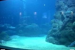 水族館加熱棒怎么使用（水族館加熱棒的使用方式）