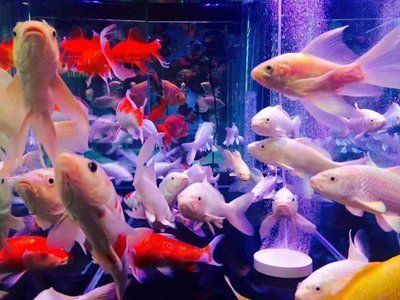 水族館加熱棒怎么使用（水族館加熱棒的使用方式）