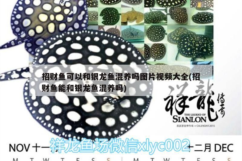 招財魚可以和銀龍魚混養嗎圖片視頻大全(招財魚能和銀龍魚混養嗎)