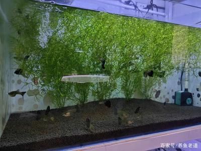 觀賞魚苗養殖方法（觀賞魚的起源與分類）