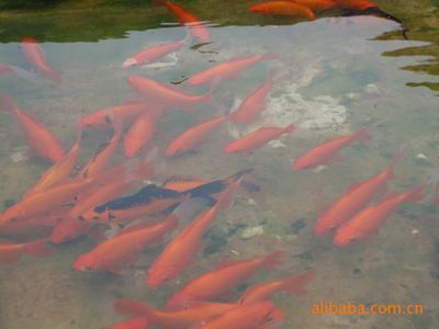 觀賞魚苗養殖方法（觀賞魚的起源與分類）