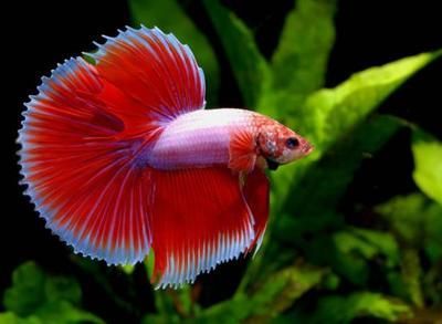 觀賞魚大尾巴飄逸什么原因（觀賞魚大尾巴飄逸是一種常見的體態特征觀賞魚的飼養） 觀賞魚大尾巴飄逸什么原因（觀賞魚大尾巴飄逸是一種常見的體態特征觀賞魚的飼養） 吉印水族 第2張