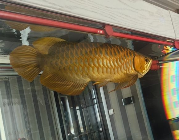 死胖子開始發色了
