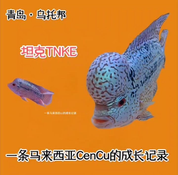 一條馬來西亞cencu的成長記錄 一條馬來西亞cencu的成長記錄 龍魚論壇
