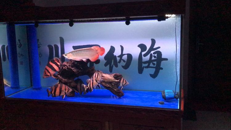 美如畫 美如畫 錦鯉魚百科 第2張