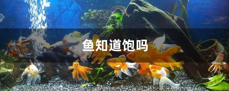魚知道飽嗎 全國水族館企業(yè)名錄 第1張 魚知道飽嗎 魚知道飽嗎 全國水族館企業(yè)名錄 第1張