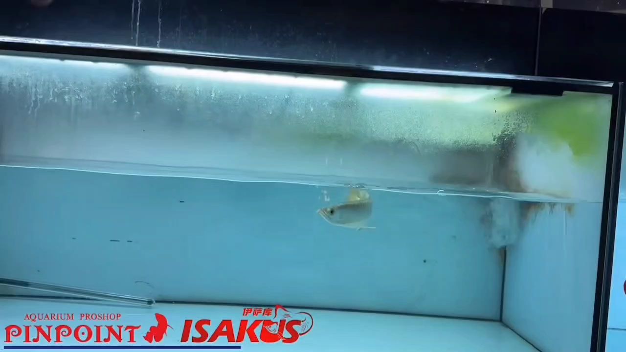 給大魚缸換水的作文:體驗給大魚缸換水的樂趣:體驗給大魚缸換水:給大魚缸換水的作文 新魚搶先看① 龍魚論壇 新魚搶先看① 新魚搶先看① 龍魚論壇