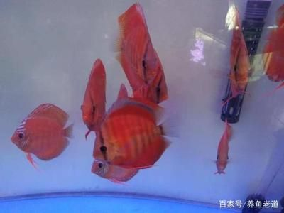 觀賞魚七彩神仙怎么養（七彩神仙魚的飼養技巧） 觀賞魚七彩神仙怎么養（七彩神仙魚的飼養技巧） 速倍妥 第1張