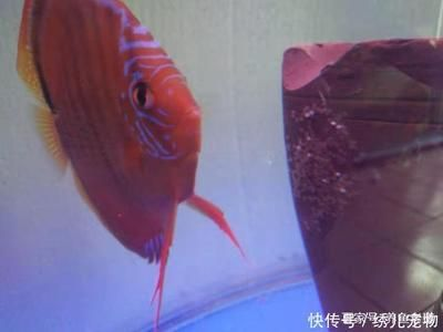 觀賞魚七彩神仙怎么養（七彩神仙魚的飼養技巧） 觀賞魚七彩神仙怎么養（七彩神仙魚的飼養技巧） 速倍妥 第4張