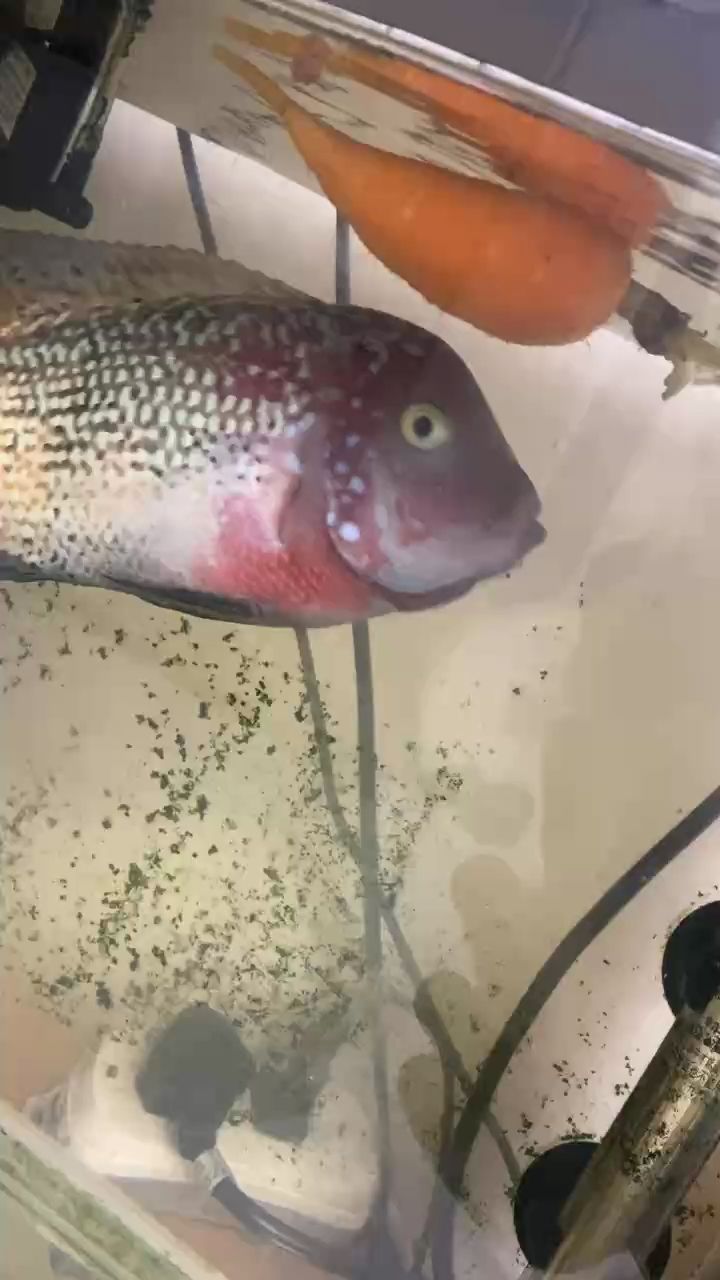 愛吃蘿卜