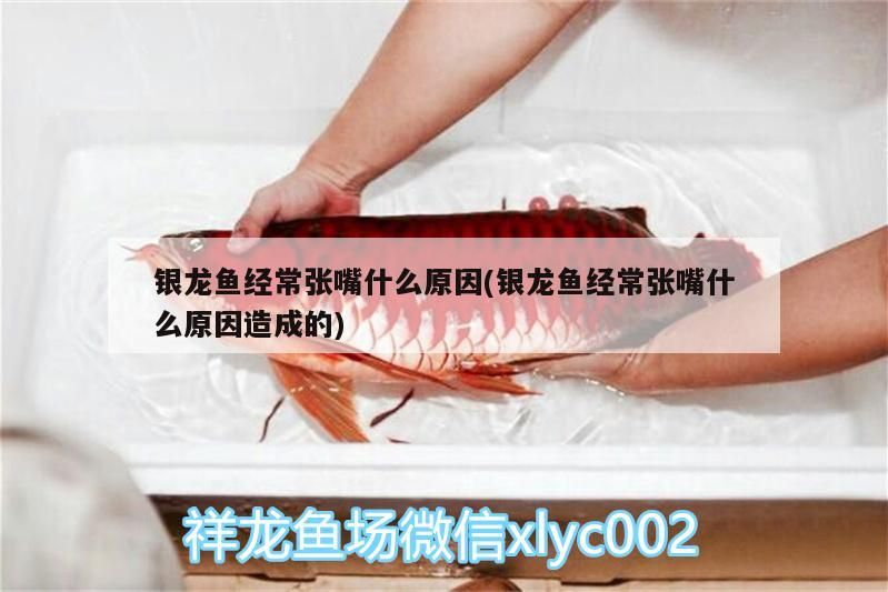 銀龍魚經常張嘴什么原因(銀龍魚經常張嘴什么原因造成的) 銀龍魚經常張嘴什么原因(銀龍魚經常張嘴什么原因造成的) 銀龍魚百科