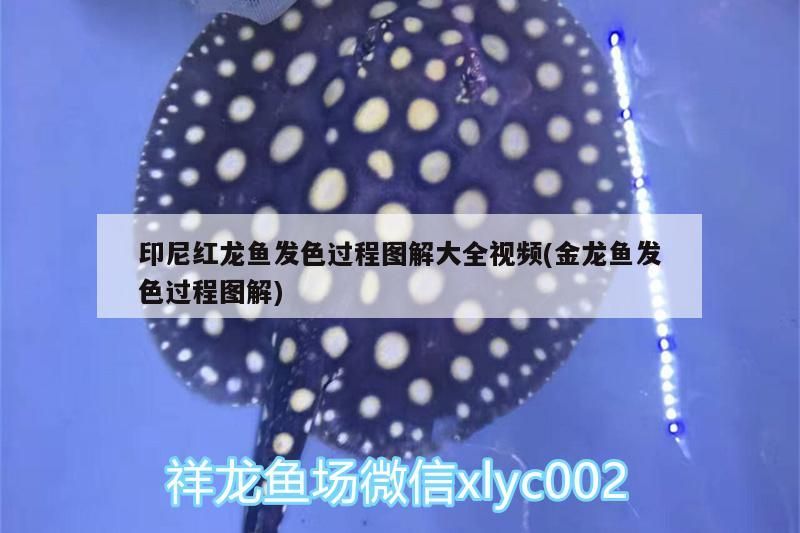 印尼紅龍魚發(fā)色過程圖解大全視頻(金龍魚發(fā)色過程圖解)