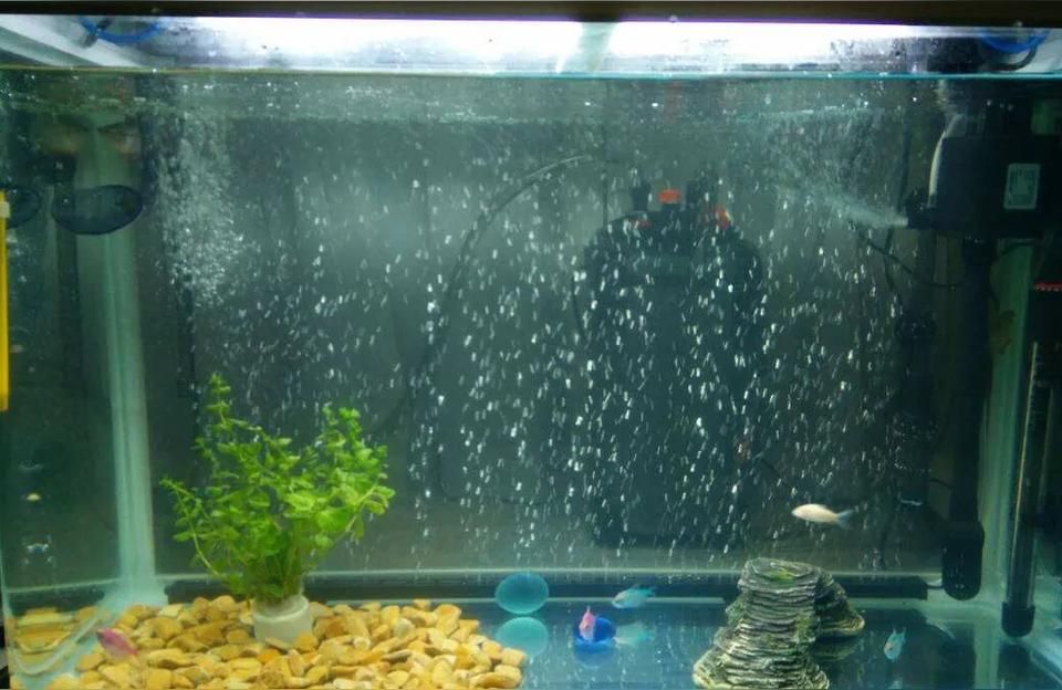 龍魚干蝦有營養嗎 德國伊罕EHEIM石英球魚缸生物濾材水族箱過濾器培養硝化細菌濾材 伊罕水族 德國伊罕EHEIM石英球魚缸生物濾材水族箱過濾器培養硝化細菌濾材 德國伊罕EHEIM石英球魚缸生物濾材水族箱過濾器培養硝化細菌濾材 伊罕水族