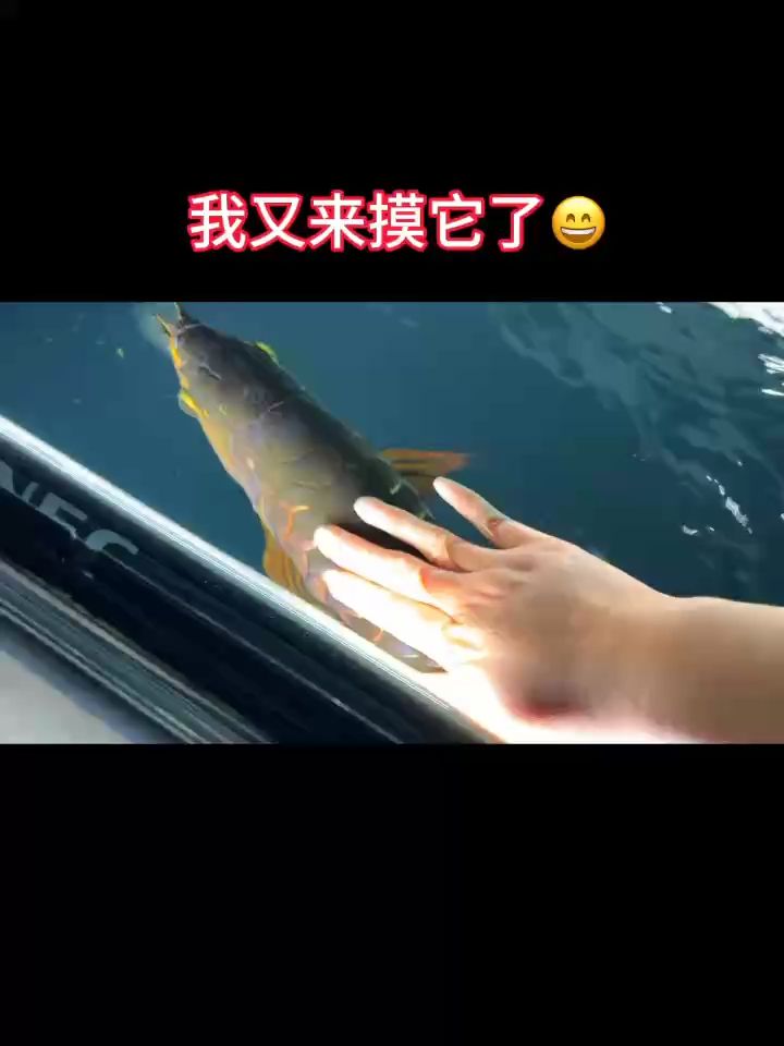 秀一下超有靈性的一條龍，這是從20多公分開始養起來的現在60公分，今年是第5個年頭，每次看它都會浮起背來讓我摸一摸，能把魚養這個程度真的值了[微笑]#龍魚#過背金龍 秀一下超有靈性的一條龍，這是從20多公分開始養起來的現在60公分，今年是第5個年頭，每次看它都會浮起背來讓我摸一摸，能把魚養這個程度真的值了[微笑]#龍魚#過背金龍 龍魚論壇