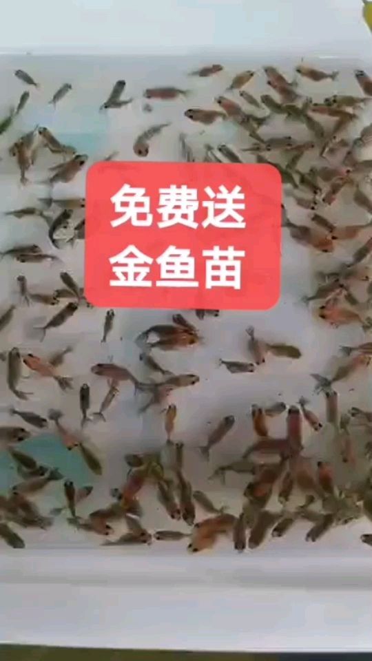 <strong><mark>北京</mark></strong>買魚缸哪里便宜 <strong><mark>北京</mark></strong>去哪兒買魚缸