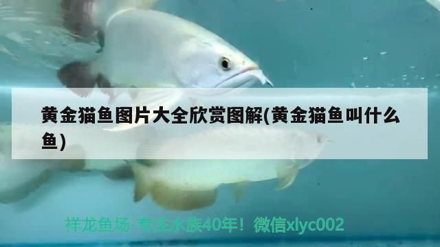 黃金貓魚圖片大全欣賞圖解(黃金貓魚叫什么魚)
