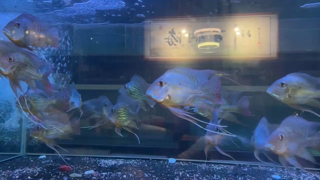 元寶鳳凰魚進口即是精品祥龍造