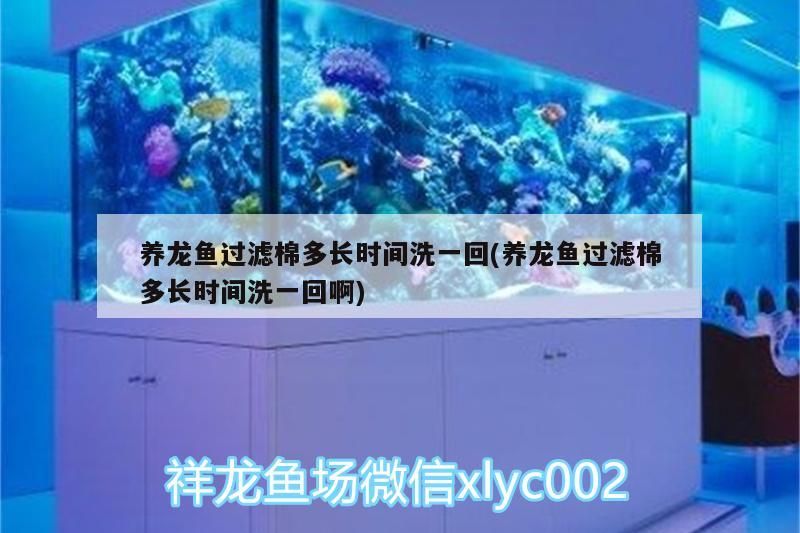 養龍魚過濾棉多長時間洗一回(養龍魚過濾棉多長時間洗一回啊)