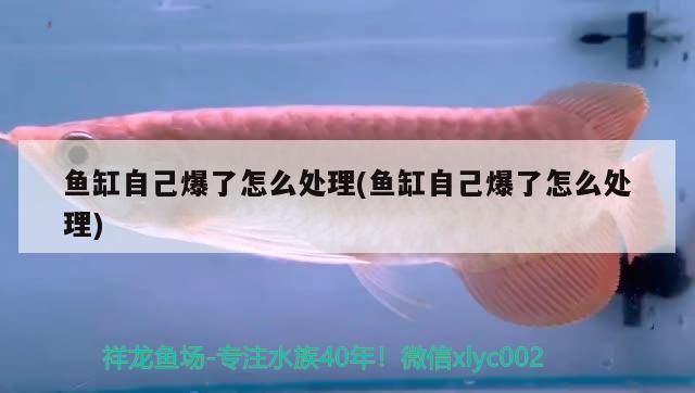 新到家的小虎魚 魚缸自己爆了怎么處理(魚缸自己爆了怎么處理) 九鼎魚缸 魚缸自己爆了怎么處理(魚缸自己爆了怎么處理) 魚缸自己爆了怎么處理(魚缸自己爆了怎么處理) 九鼎魚缸