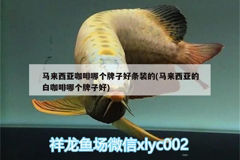 馬來西亞咖啡哪個牌子好條裝的(馬來西亞的白咖啡哪個牌子好) 馬來西亞咖啡哪個牌子好條裝的(馬來西亞的白咖啡哪個牌子好) 馬來西亞咖啡
