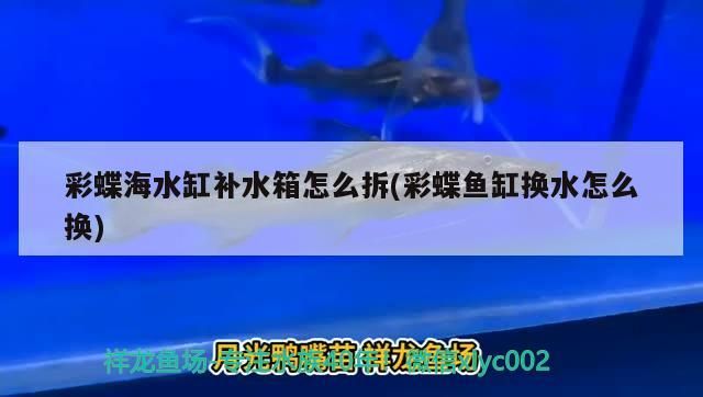 彩蝶海水缸補(bǔ)水箱怎么拆(彩蝶魚缸換水怎么換) 彩蝶海水缸補(bǔ)水箱怎么拆(彩蝶魚缸換水怎么換) 黃金貓魚百科