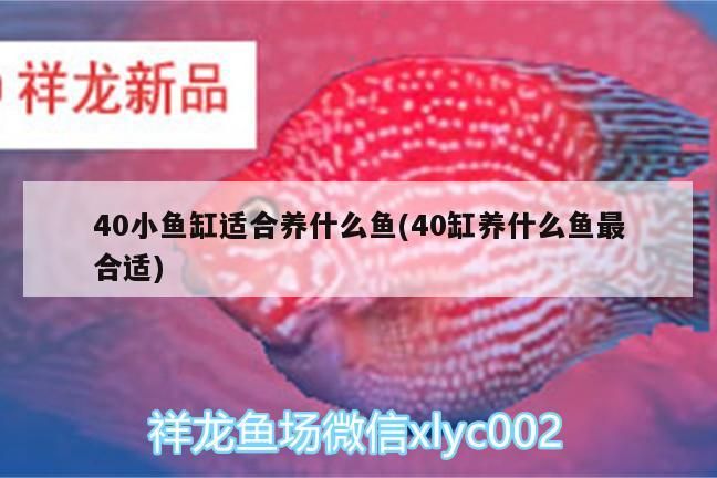 40小魚缸適合養什么魚(40缸養什么魚最合適)