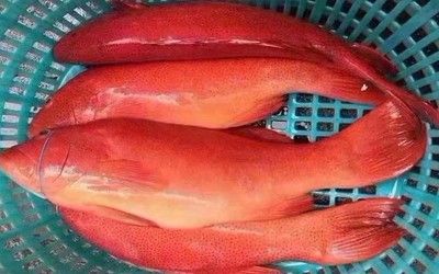 臺灣紅龍魚：臺灣紅龍魚的飼養技術及其對環境的影響