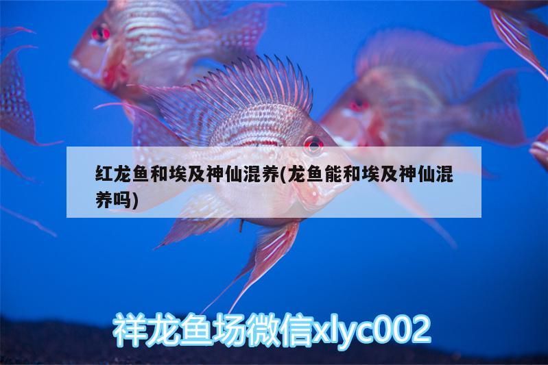 延吉哪里賣魚缸的多一點啊（棗莊新城必吃的十大館子）