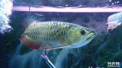 過背金龍魚又分為哪幾種魚呢:養殖過背金龍魚時需要注意以下幾個方面以保證健康成長 金龍魚百科 第4張 過背金龍魚又分為哪幾種魚呢:養殖過背金龍魚時需要注意以下幾個方面以保證健康成長 過背金龍魚又分為哪幾種魚呢:養殖過背金龍魚時需要注意以下幾個方面以保證健康成長 金龍魚百科 第4張
